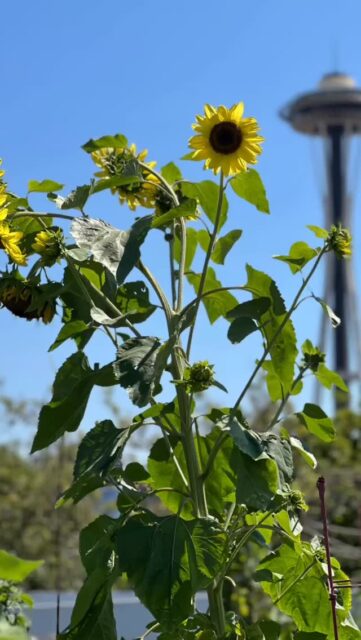 A huge THANK YOU to our amazing donors! Your generosity has directly enabled us to strengthen our financial health to keep us going. We couldn’t do this without you. 🙏 

#seattlecenter #uptownalliance #ppatchgarden #upgardenppatch #upgardenseattle #seattledepartmentofneighborhoods #heretodayseattle #bakesaleseattle