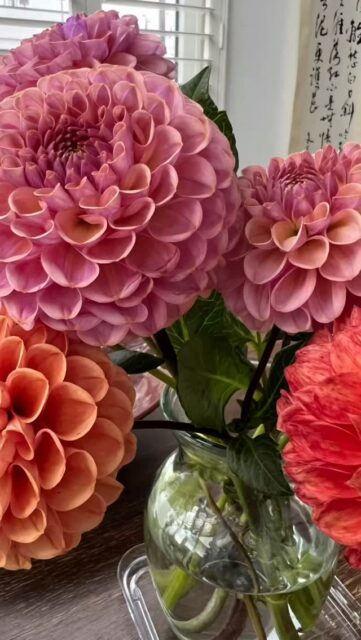 Dahlias still reign at the UpGarden. Much to be grateful for… much work still to be done.