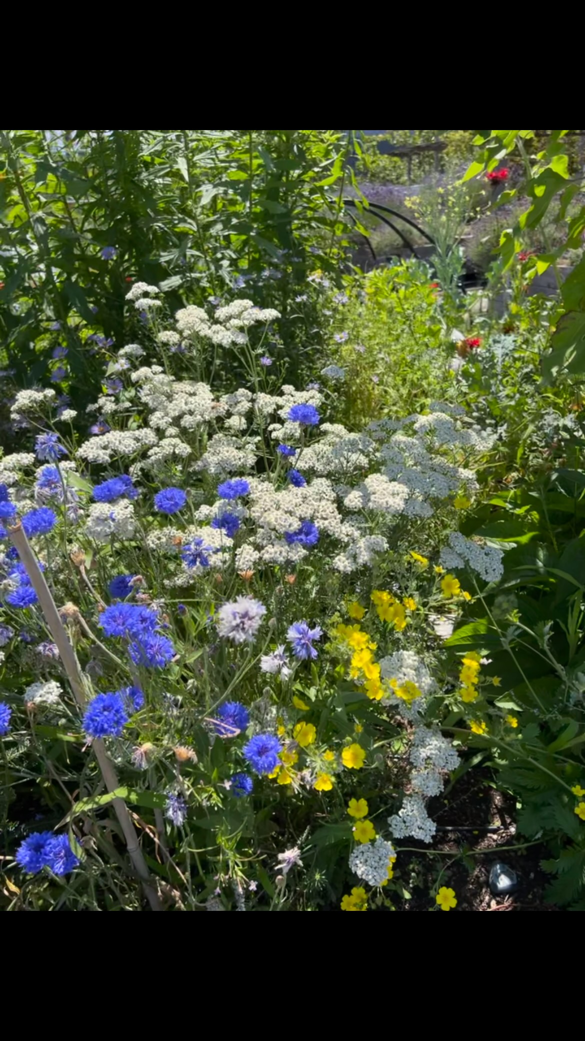 Summertime in July in Seattle. #uptownalliance #seattlecenter #ppatchgarden #upgardenseattle #upgardenppatch